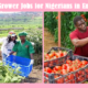 Vegetable Grower Jobs for Nigerians in England (2025/2026)