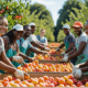 Seasonal Fruit Picking Jobs in USA for Foreigners in 2025: Full Guide to Application, Visa, and Opportunities