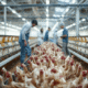 Egg Packing and Poultry Jobs in USA for Foreigners with Visa Sponsorship 2025/2026