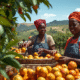 Fruit picking jobs in Albania for Nigerians 2026